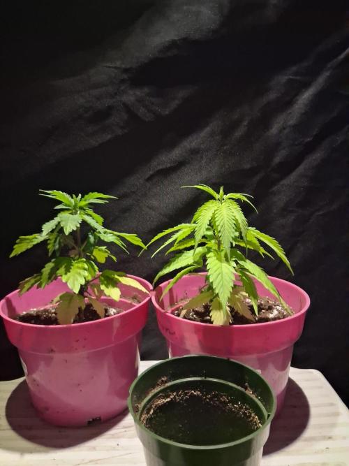 BF-Strawberry Limonade, JH - Home strain. Week 6 - Transplant 