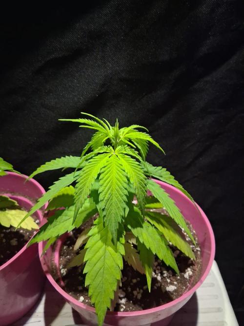 BF-Strawberry Limonade, JH - Home strain. Week 6 - Hs