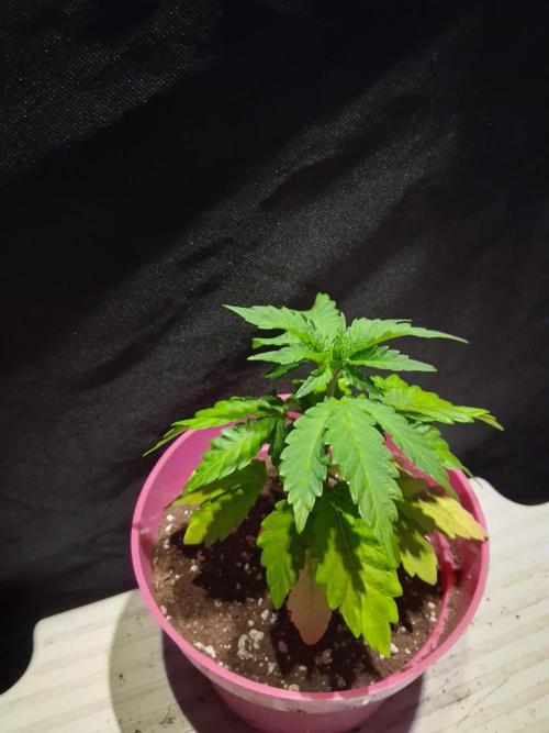 BF-Strawberry Limonade, JH - Home strain. Week 6 -  🍓 Lemonade 