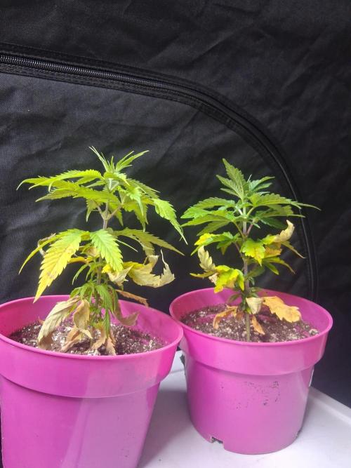 BF-Strawberry Limonade, JH - Home strain. Week 7
