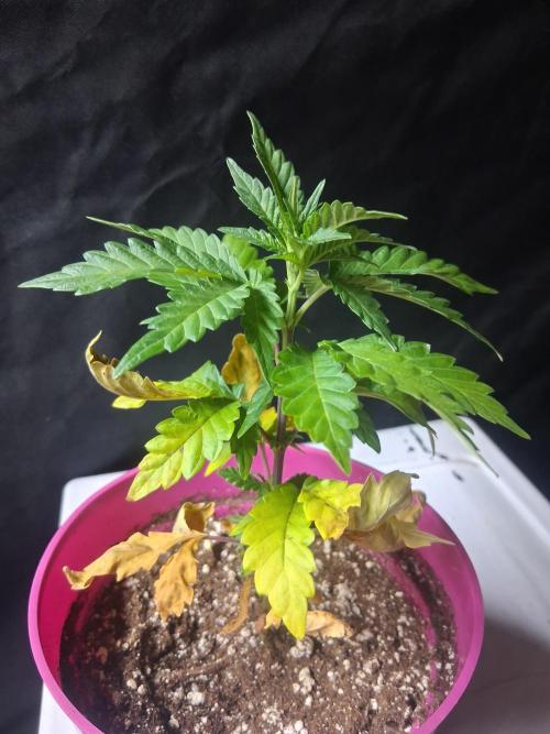 BF-Strawberry Limonade, JH - Home strain. Week 7