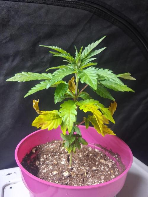 BF-Strawberry Limonade, JH - Home strain. Week 7