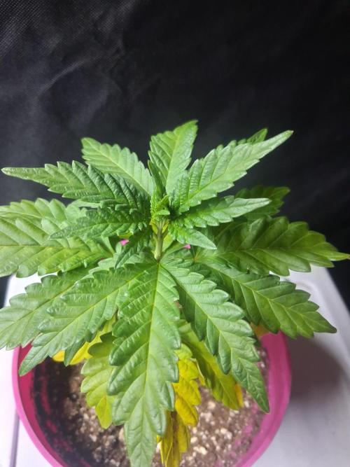 BF-Strawberry Limonade, JH - Home strain. Week 7