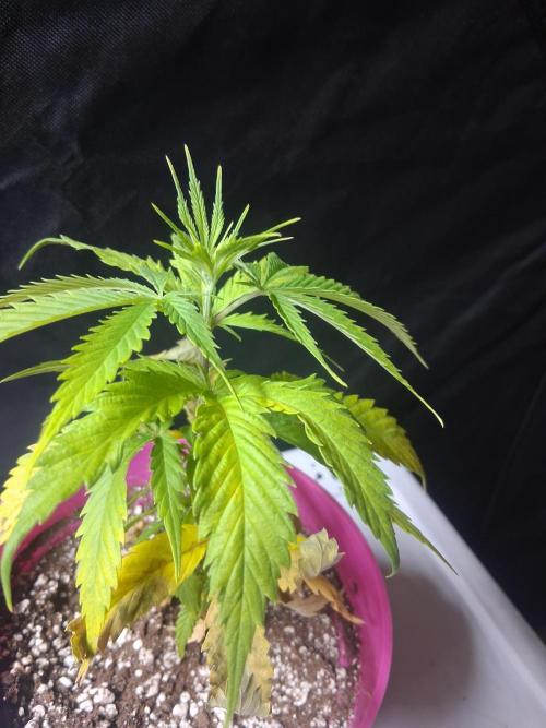 BF-Strawberry Limonade, JH - Home strain. Week 7