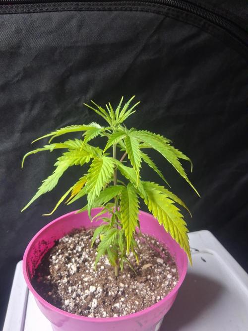 BF-Strawberry Limonade, JH - Home strain. Week 7