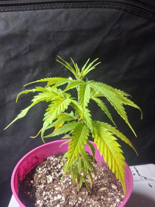 BF-Strawberry Limonade, JH - Home strain. Week 7