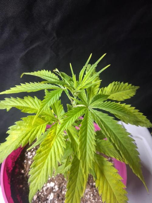BF-Strawberry Limonade, JH - Home strain. Week 7