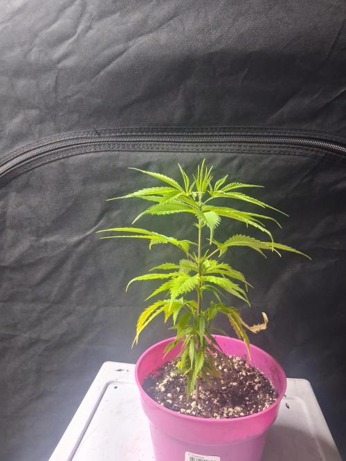 BF-Strawberry Limonade, JH - Home strain. Week 8