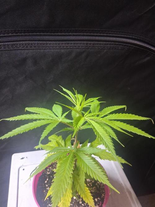 BF-Strawberry Limonade, JH - Home strain. Week 8