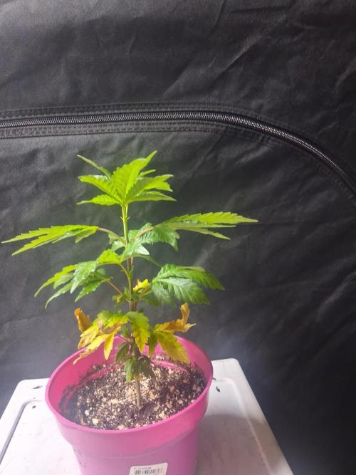 BF-Strawberry Limonade, JH - Home strain. Week 8
