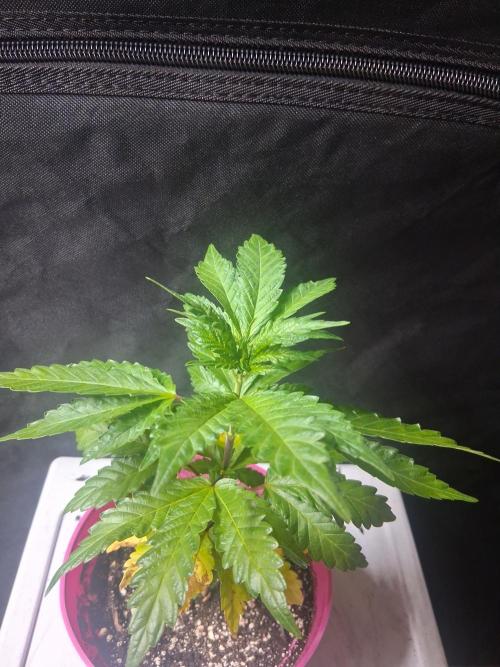 BF-Strawberry Limonade, JH - Home strain. Week 8