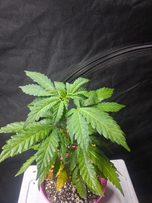 BF-Strawberry Limonade, JH - Home strain. Week 9