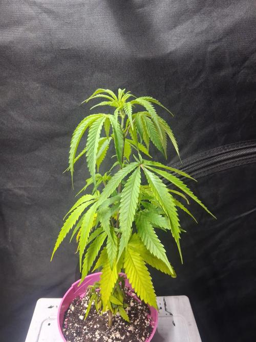 BF-Strawberry Limonade, JH - Home strain. Week 9