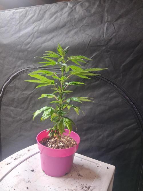 BF-Strawberry Limonade, JH - Home strain. Week 10