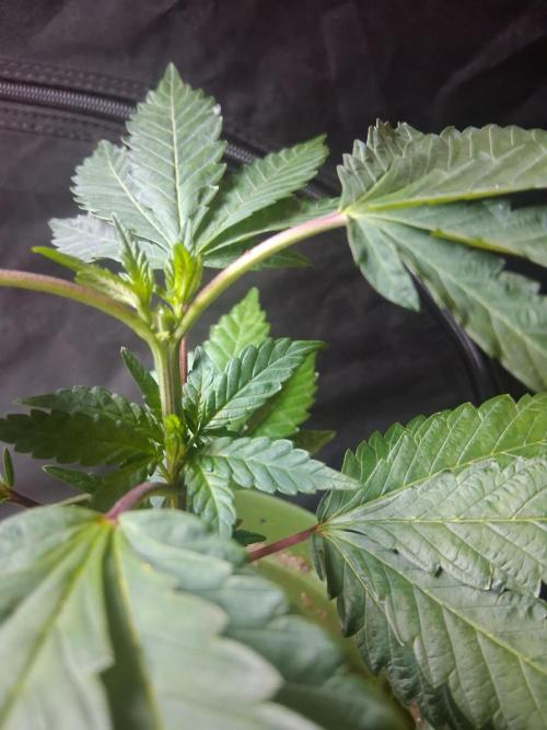 BF-Strawberry Limonade, JH - Home strain. Week 10