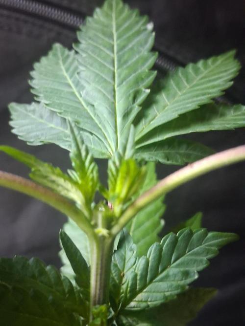 BF-Strawberry Limonade, JH - Home strain. Week 10