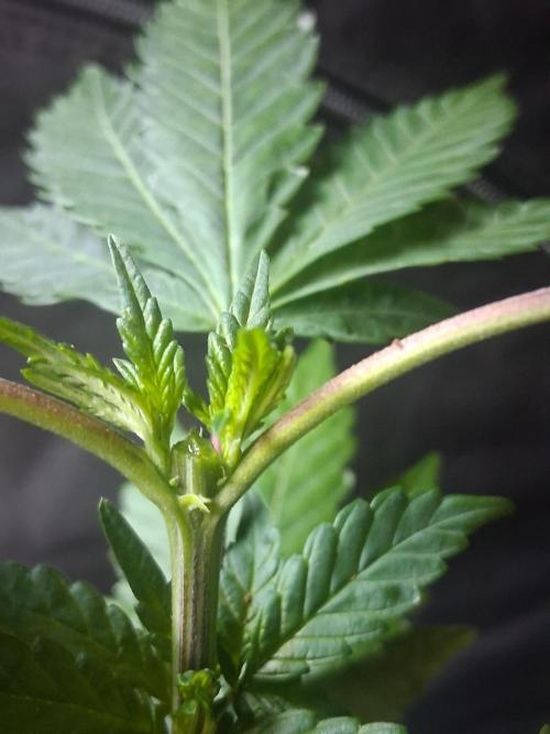 BF-Strawberry Limonade, JH - Home strain. Week 10
