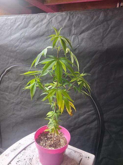 BF-Strawberry Limonade, JH - Home strain. Week 10