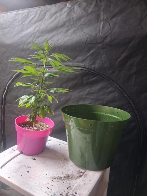 BF-Strawberry Limonade, JH - Home strain. Week 10