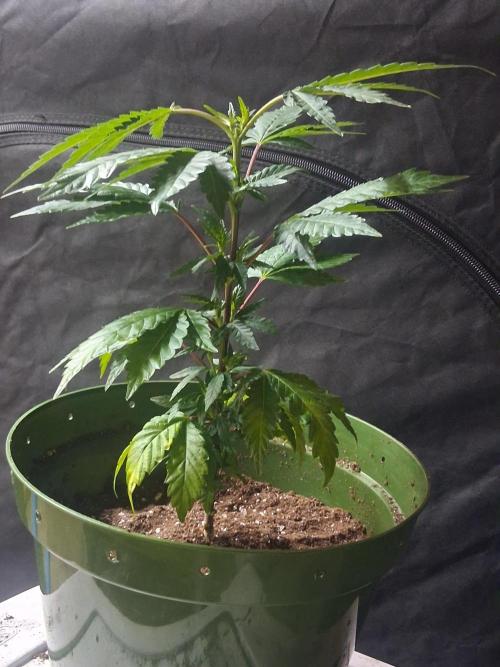 BF-Strawberry Limonade, JH - Home strain. Week 10