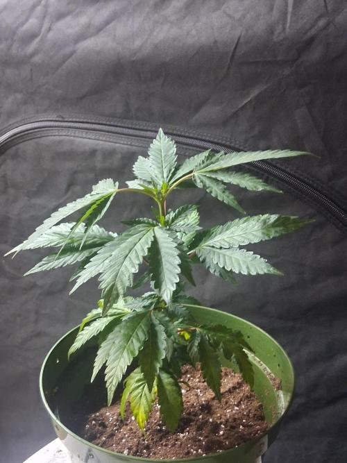 BF-Strawberry Limonade, JH - Home strain. Week 10