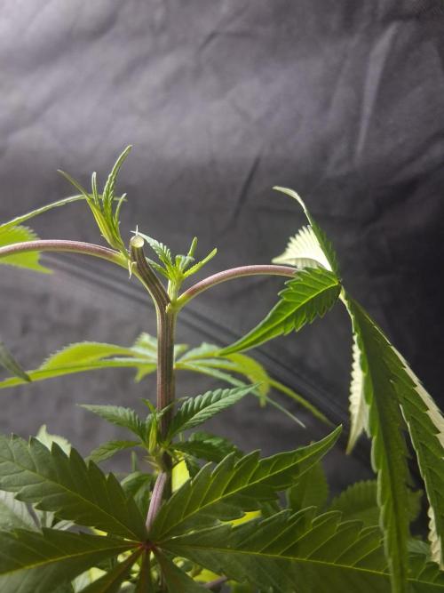 BF-Strawberry Limonade, JH - Home strain. Week 10
