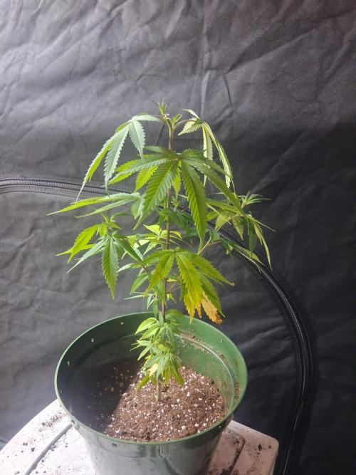 BF-Strawberry Limonade, JH - Home strain. Week 10