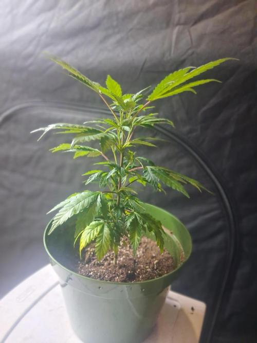 BF-Strawberry Limonade, JH - Home strain. Week 11 -  🍓 