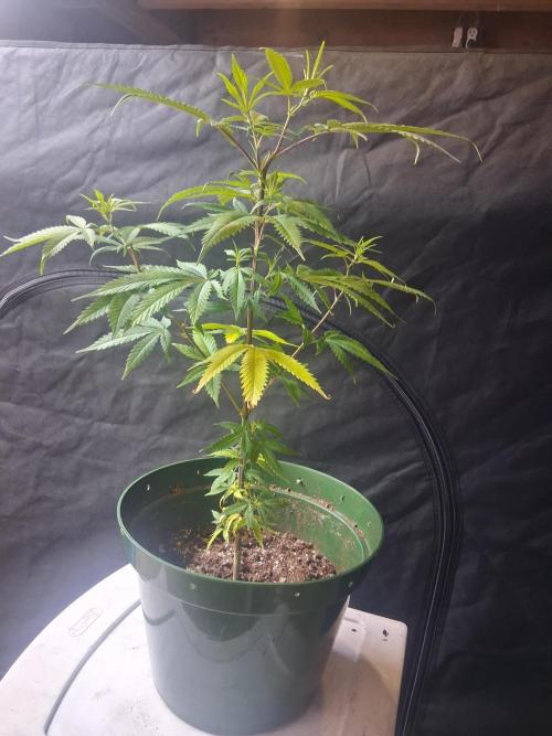 BF-Strawberry Limonade, JH - Home strain. Week 11 - Hs