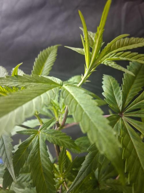 BF-Strawberry Limonade, JH - Home strain. Week 11 - Hs