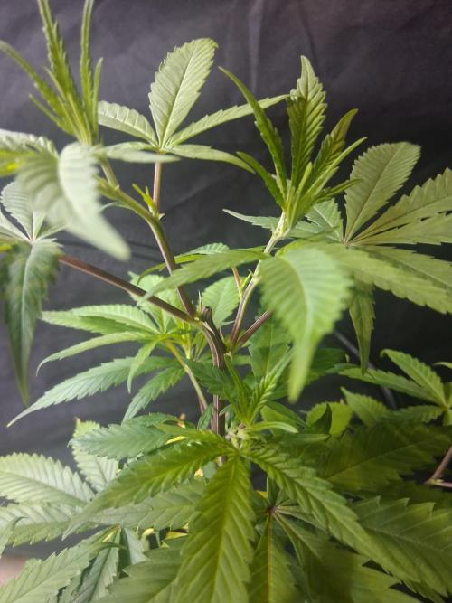 BF-Strawberry Limonade, JH - Home strain. Week 11 - Hs