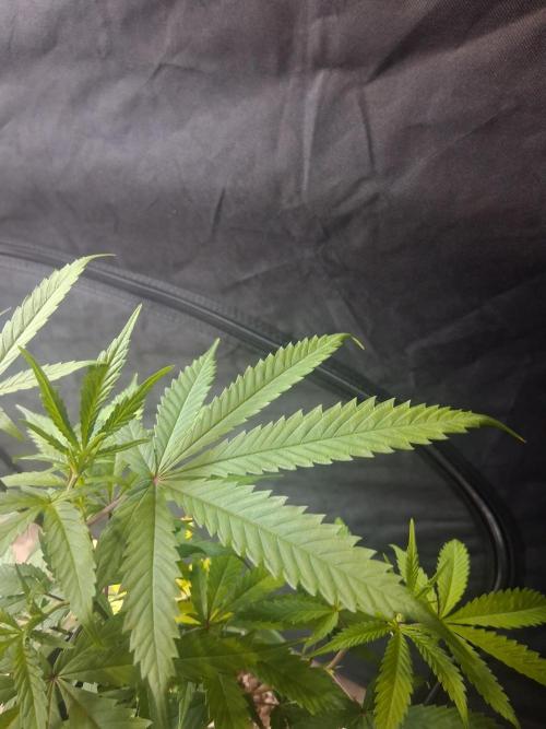 BF-Strawberry Limonade, JH - Home strain. Week 11 - Hs