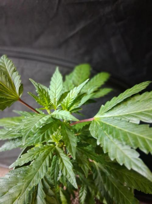 BF-Strawberry Limonade, JH - Home strain. Week 11 -  🍓 
