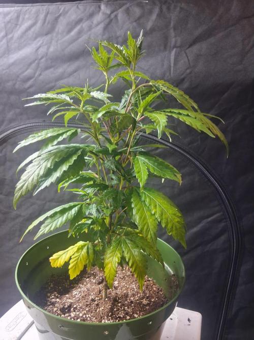 BF-Strawberry Limonade, JH - Home strain. Week 12