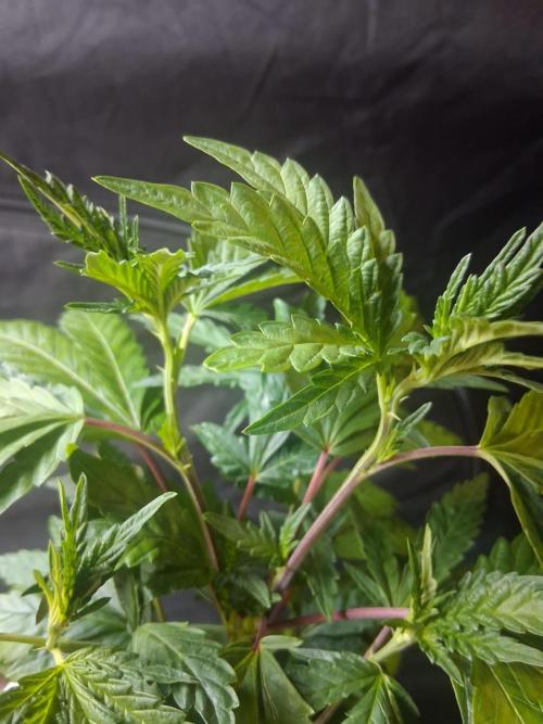 BF-Strawberry Limonade, JH - Home strain. Week 12