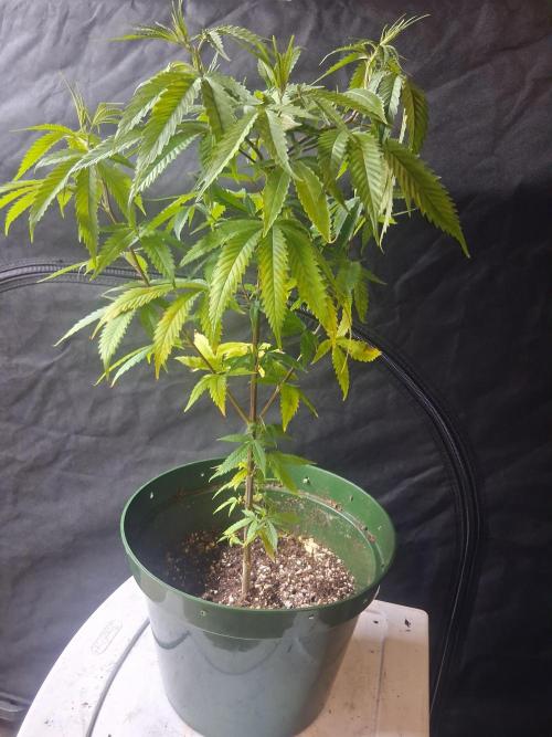 BF-Strawberry Limonade, JH - Home strain. Week 12