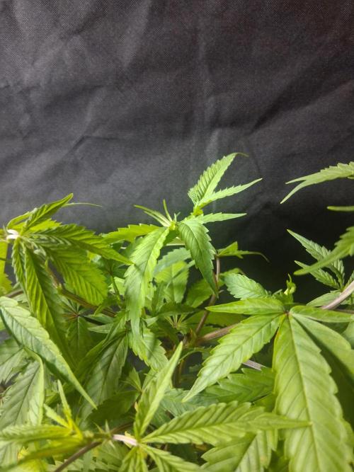 BF-Strawberry Limonade, JH - Home strain. Week 12