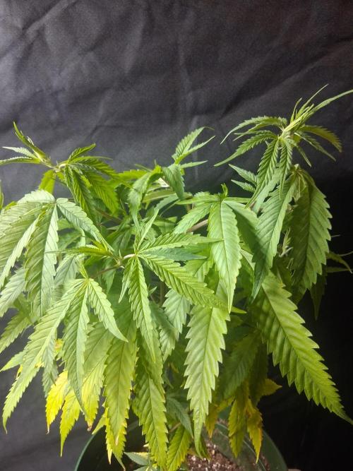 BF-Strawberry Limonade, JH - Home strain. Week 12