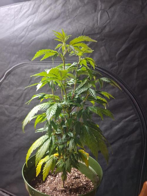 BF-Strawberry Limonade, JH - Home strain. Week 13 - 🍓  🍋 