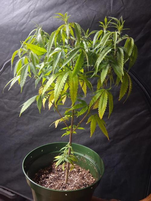 BF-Strawberry Limonade, JH - Home strain. Week 13 - H S
