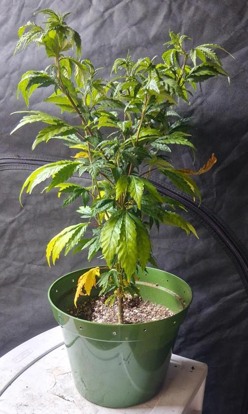 BF-Strawberry Limonade, JH - Home strain. Week 14 - 🍓 🍋 