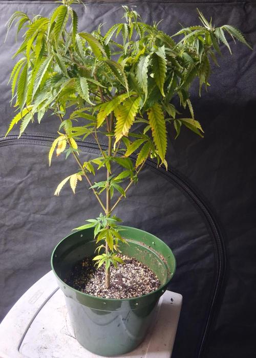 BF-Strawberry Limonade, JH - Home strain. Week 14 - Home Strain