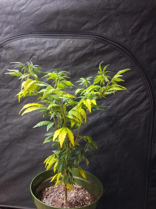 BF-Strawberry Limonade, JH - Home strain. Week 15 -  🍓 🍋 