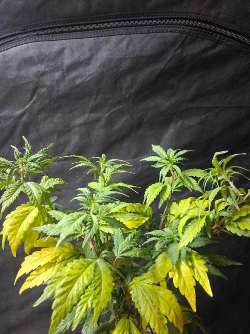 BF-Strawberry Limonade, JH - Home strain. Week 15 -  🍓 🍋 
