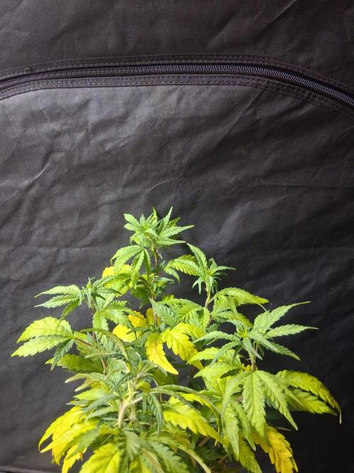 BF-Strawberry Limonade, JH - Home strain. Week 15 - 🍓 🍋 