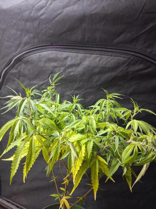 BF-Strawberry Limonade, JH - Home strain. Week 15 - Hs