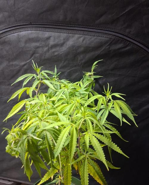 BF-Strawberry Limonade, JH - Home strain. Week 15 - Hs