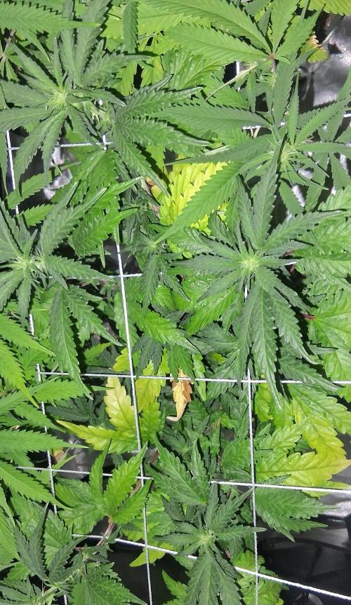 BF-Strawberry Limonade, JH - Home strain. Week 16