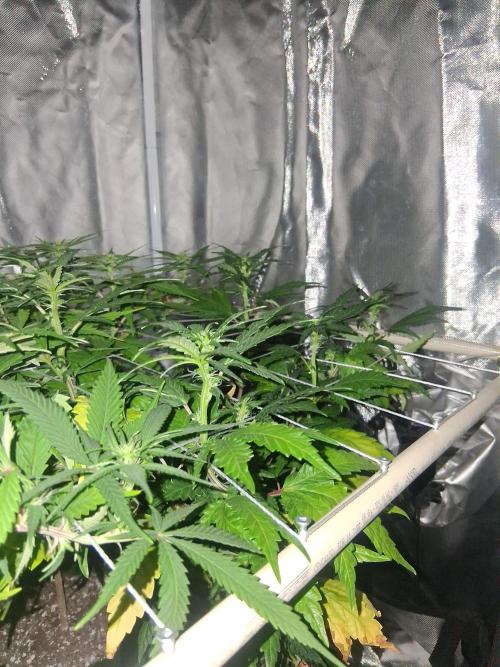 BF-Strawberry Limonade, JH - Home strain. Week 16