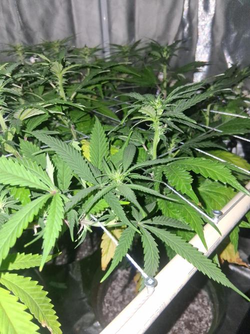 BF-Strawberry Limonade, JH - Home strain. Week 16
